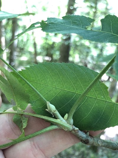 Carya myristiciformis, photographed by Will McFarland