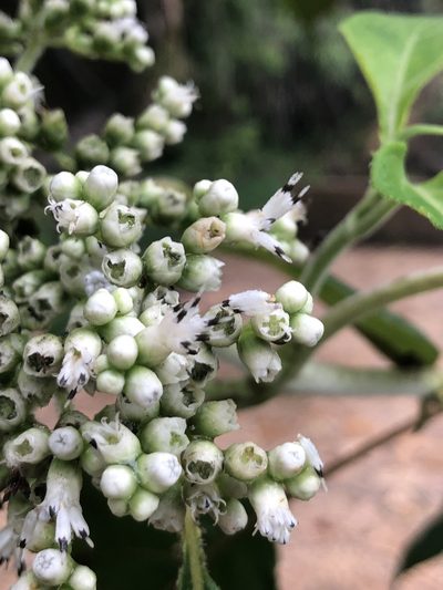 Clibadium arboreum, photographed by Skjold Søndergaard