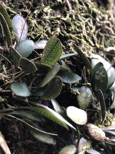 Specklinia picta, photographed by Skjold Søndergaard