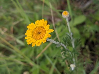 Cota tinctoria, photographed by Zoltán Stekkelpak