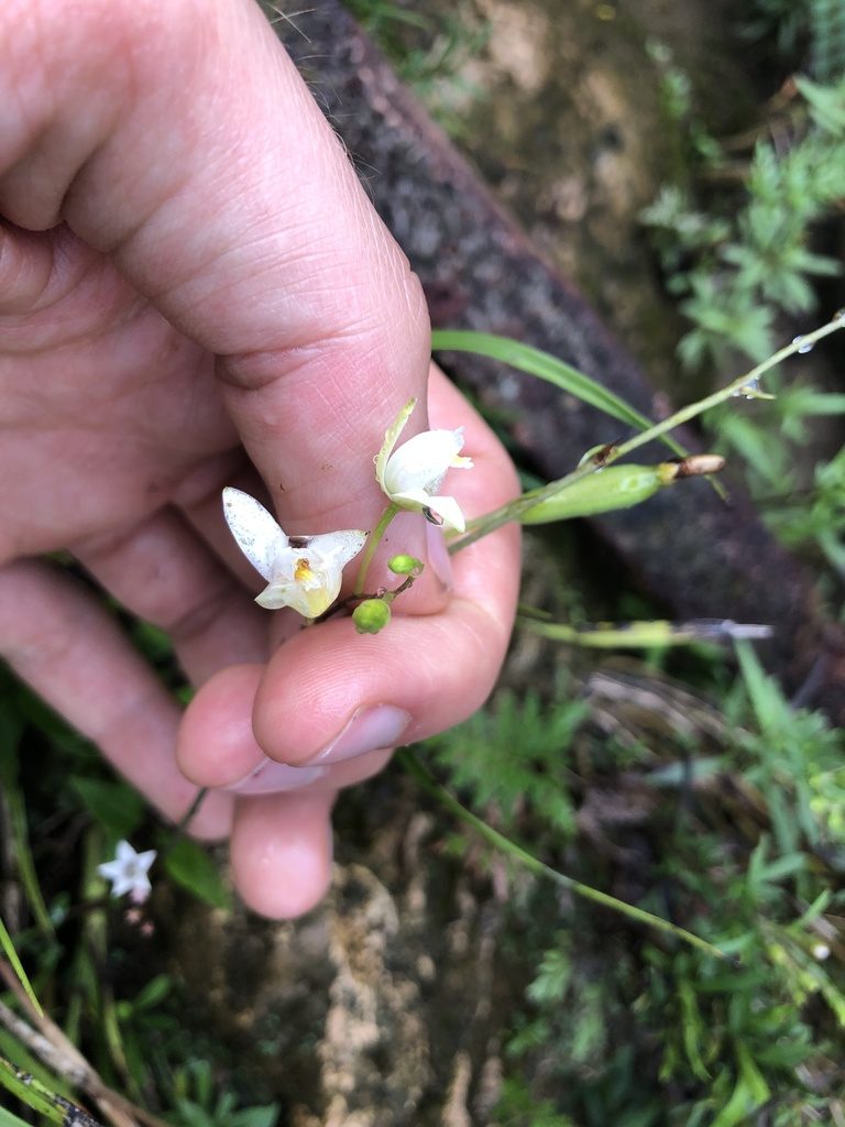 Bletia tenuifolia, photographed by Skjold Søndergaard