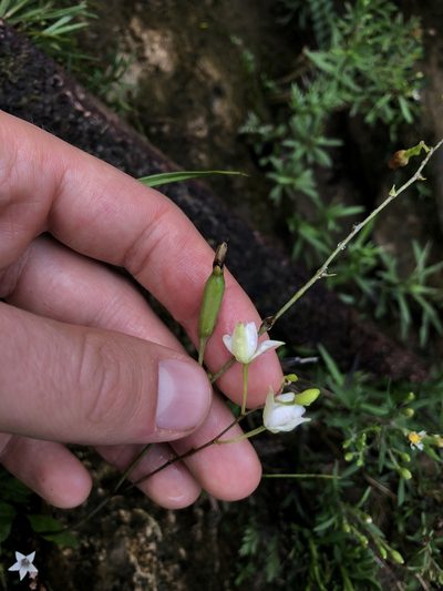 Bletia tenuifolia, photographed by Skjold Søndergaard