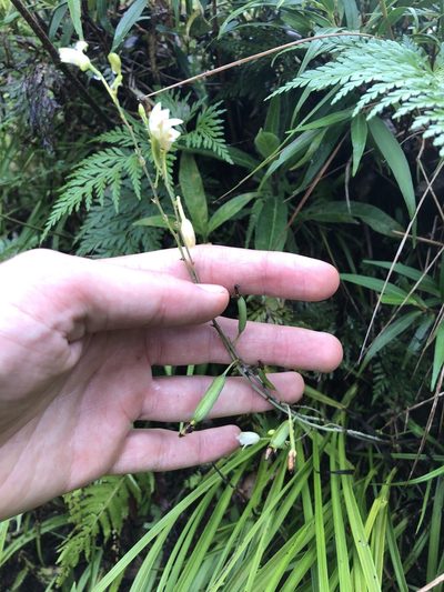 Bletia tenuifolia, photographed by Skjold Søndergaard