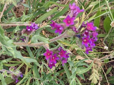 Anchusa officinalis, photographed by Zoltán Stekkelpak