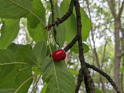 Prunus avium, photographed by Zoltán Stekkelpak
