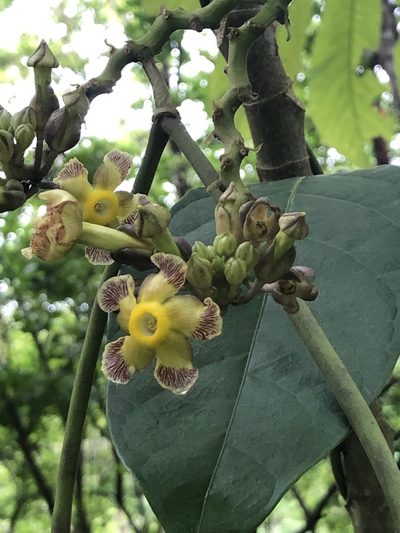 Prestonia portobellensis, photographed by Skjold Søndergaard