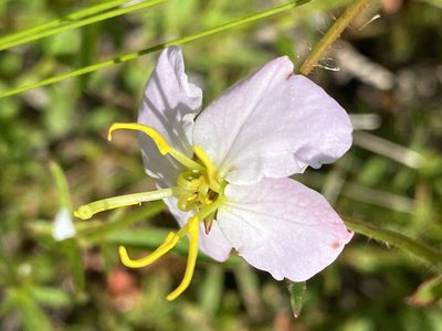 Rhexia mariana, photographed by Carol Ann McCormick