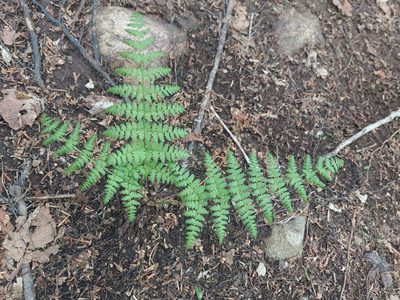 Dryopteris intermedia, photographed by Carter Dorscht
