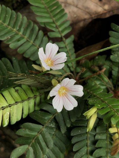 Biophytum dendroides, photographed by Skjold Søndergaard
