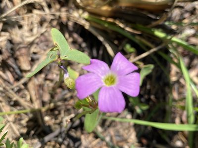 Oxalis violacea