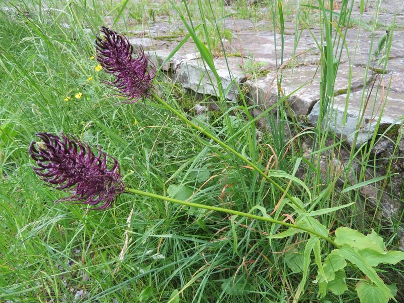 Phyteuma ovatum, photographed by Marco Mussita