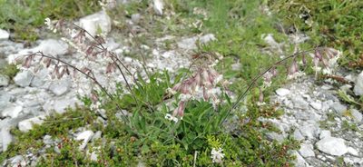 Silene nutans, photographed by Mette Vind