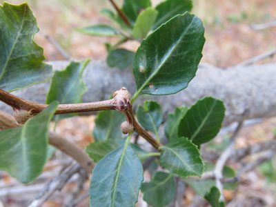 Schinus patagonica, photographed by Nicolas Olejnik
