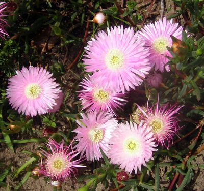 Lampranthus multiradiatus, photographed by Gerry van Tonder
