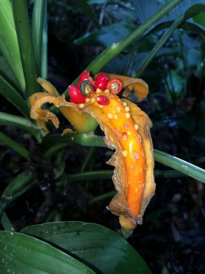 Dieffenbachia wendlandii, photographed by Skjold Søndergaard