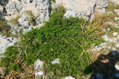 Pistacia lentiscus, photographed by Felix Puff
