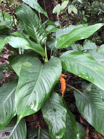 Dieffenbachia wendlandii, photographed by Skjold Søndergaard