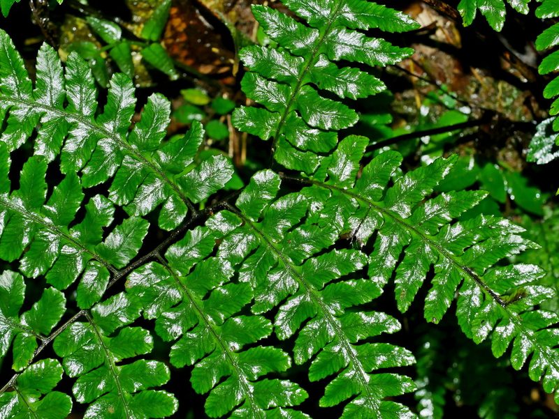 Diplazium mettenianum, photographed by Jacy Chen