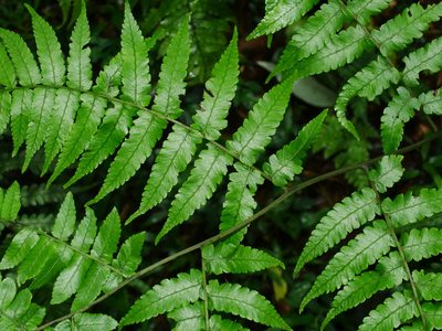 Diplazium virescens, photographed by Jacy Chen