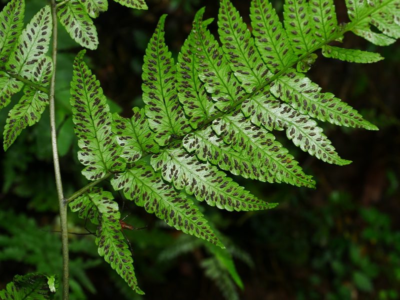 Diplazium virescens, photographed by Jacy Chen