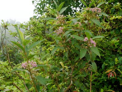 Callicarpa tikusikensis, photographed by Jacy Chen