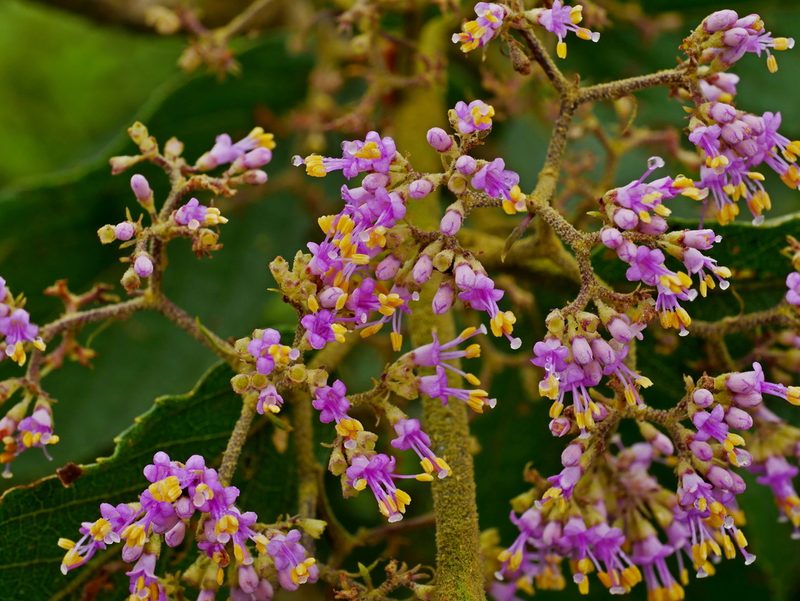 Callicarpa tikusikensis, photographed by Jacy Chen