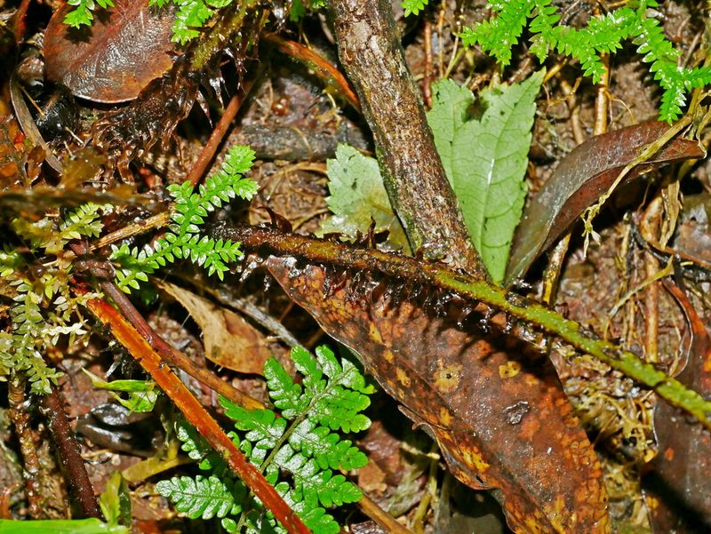 Dryopteris formosana, photographed by Jacy Chen