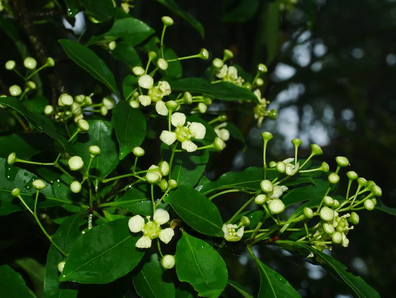 Euonymus carnosus, photographed by Jacy Chen