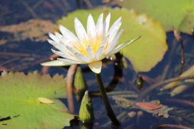 Nymphaea ampla, photographed by Ricard Busquets Reverte