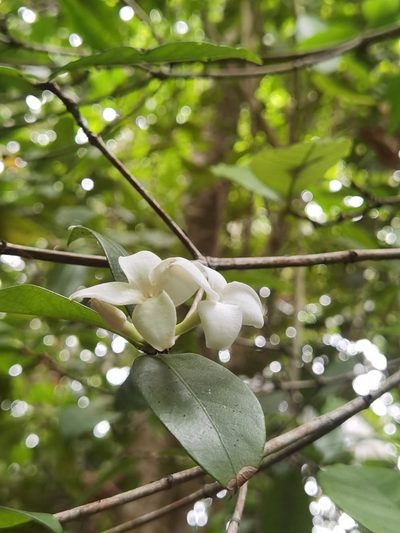 Alibertia edulis, photographed by Eduardo Chacón Madrigal
