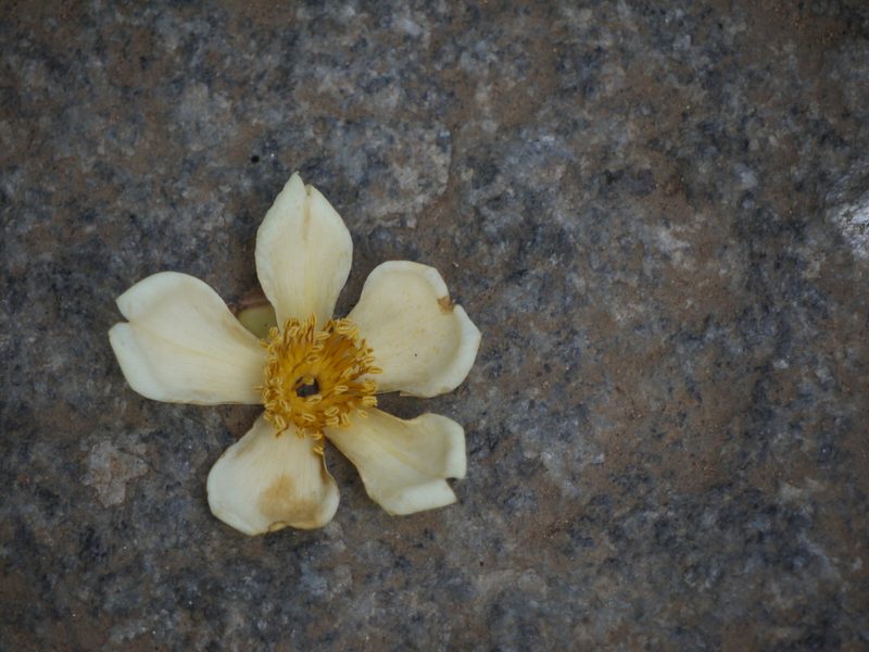 Polyspora obtusa, photographed by Dinesh Valke