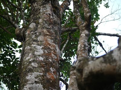 Polyspora obtusa, photographed by Dinesh Valke