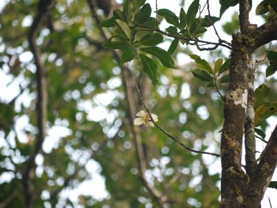 Polyspora obtusa, photographed by Dinesh Valke