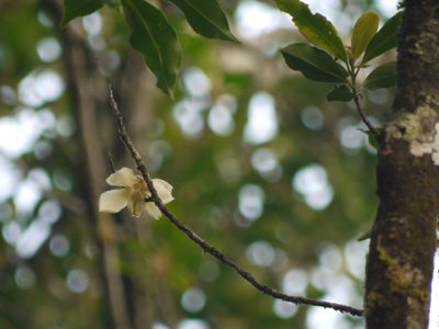 Polyspora obtusa, photographed by Dinesh Valke