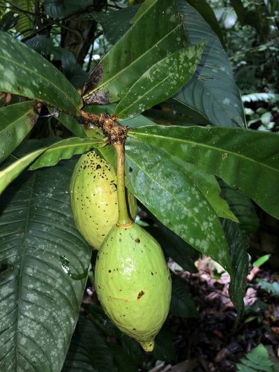 Amphitecna apiculata, photographed by Skjold Søndergaard
