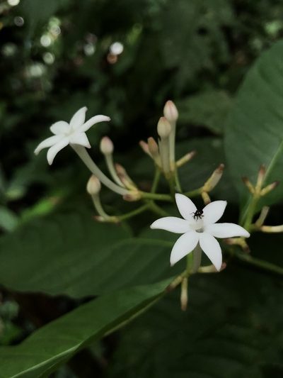 Palicourea domingensis, photographed by Skjold Søndergaard