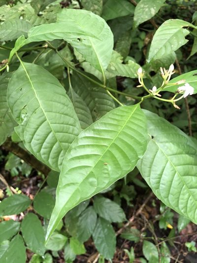 Palicourea domingensis, photographed by Skjold Søndergaard