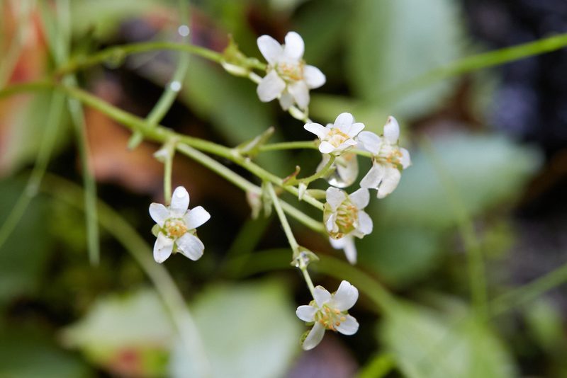 Micranthes rufidula, photographed by Ken-ichi Ueda