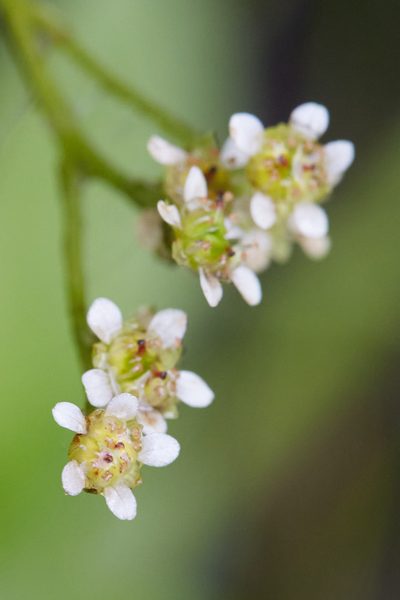 Micranthes fragosa, photographed by Ken-ichi Ueda