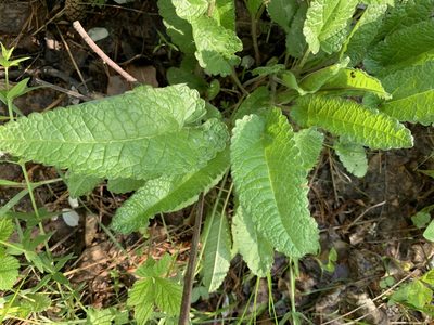 Betonica officinalis, photographed by Valerii Glazunov