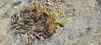 Euphorbia mesembryanthemifolia, photographed by ritirene