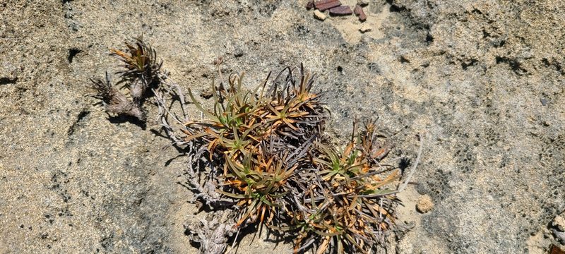 Fimbristylis cymosa, photographed by ritirene