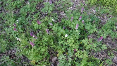 Corydalis cava, photographed by Sashko