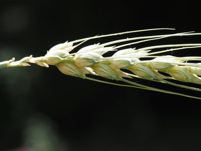 Triticum aestivum, photographed by Jeff Clark