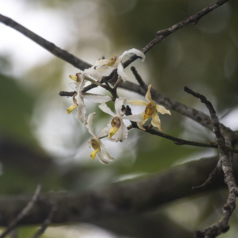 Cymbilabia undulata, photographed by Paulmathi Vinod