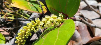 Coccoloba uvifera, photographed by ritirene
