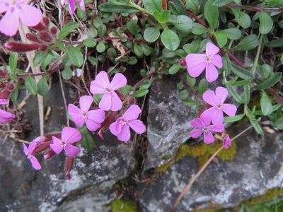 Saponaria ocymoides, photographed by Marco Mussita