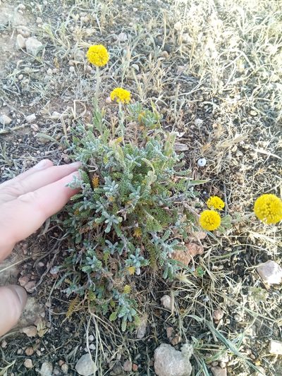 Santolina africana, photographed by Karim Haddad
