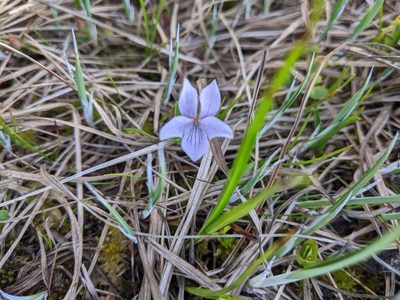 Viola epipsiloides, photographed by Alexandria 'Alex' Wenninger