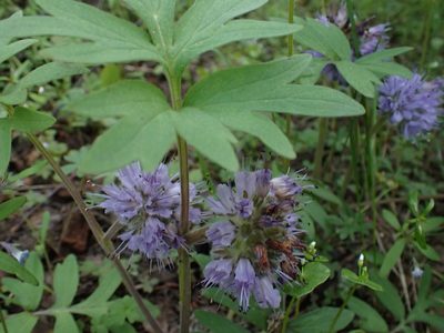 Hydrophyllum capitatum, photographed by Shane Johnson
